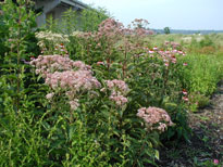 Joe Pye Weed